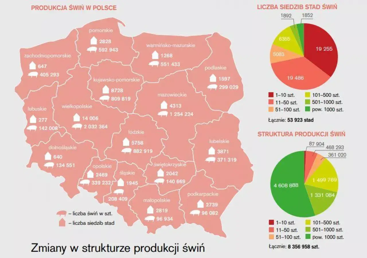 Mapa Polski z danymi o pogłowiu świń w województwach. Wielkopolska ma największą liczbę świń.