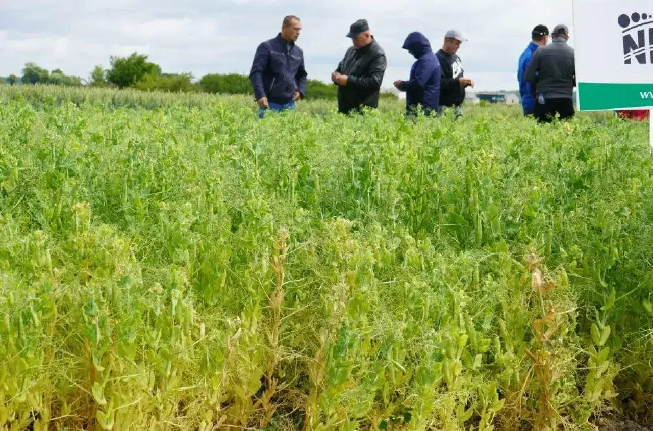 Rolnicy oceniają plon grochu na hektar na poplon. Widać strąki i zielone łodygi.