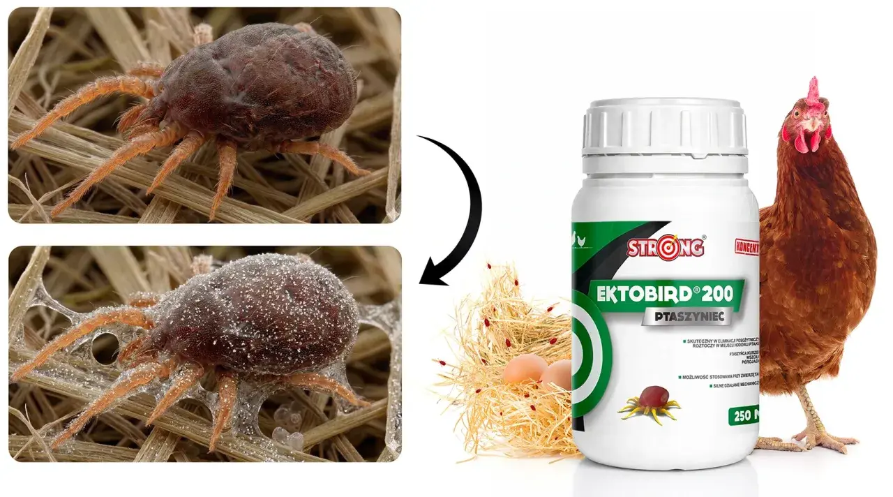 Makro zbliżenie na ptaszyńca kurzego, pasożyta zagrażającego ptakom. Obok butelka preparatu Ektobird 200.