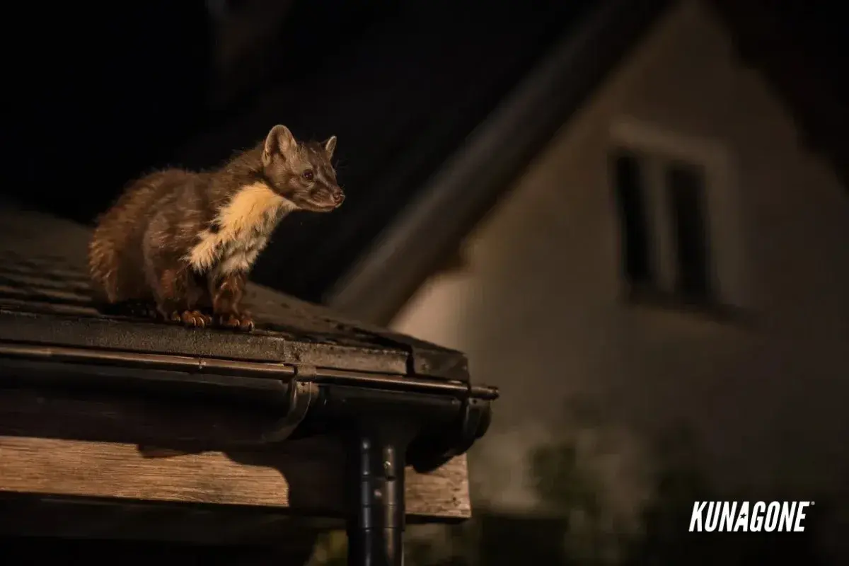 Kuna na dachu nocą. Zastanawiasz się, co odstrasza kuny? Ten sprytny drapieżnik szuka schronienia, ale są sposoby, by go zniechęcić.
