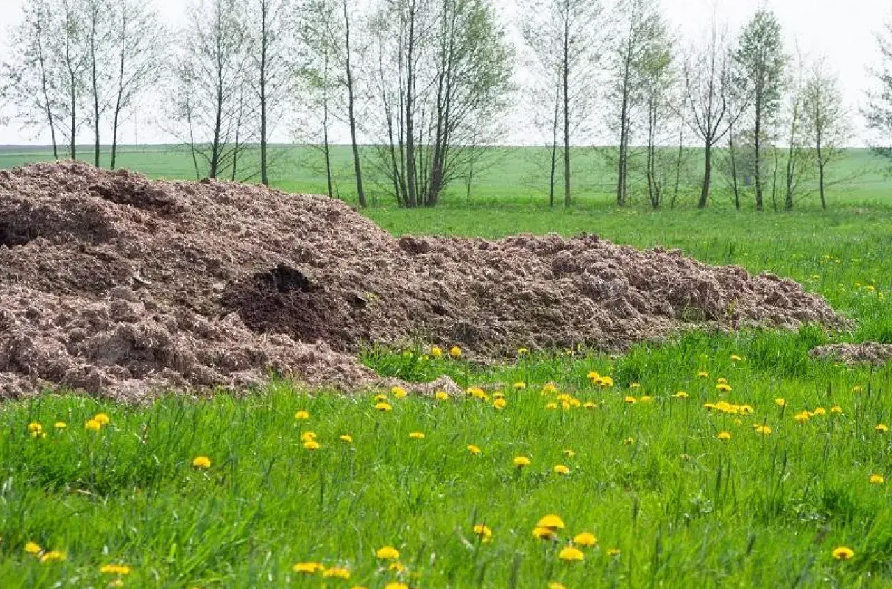 Ogromna kupa podłoża popieczarkowego na polu, gotowa do rozwiezienia. Ile na hektar? To zależy od potrzeb uprawy.