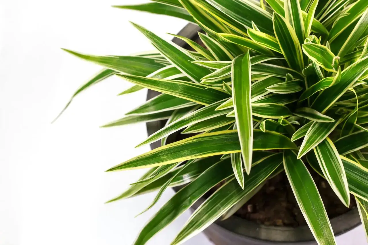 Liście draceny o zielono-ż&oacute;łtych paskach. Czy dracena jest trująca? Niekt&oacute;re gatunki mogą być lekko toksyczne dla zwierząt.