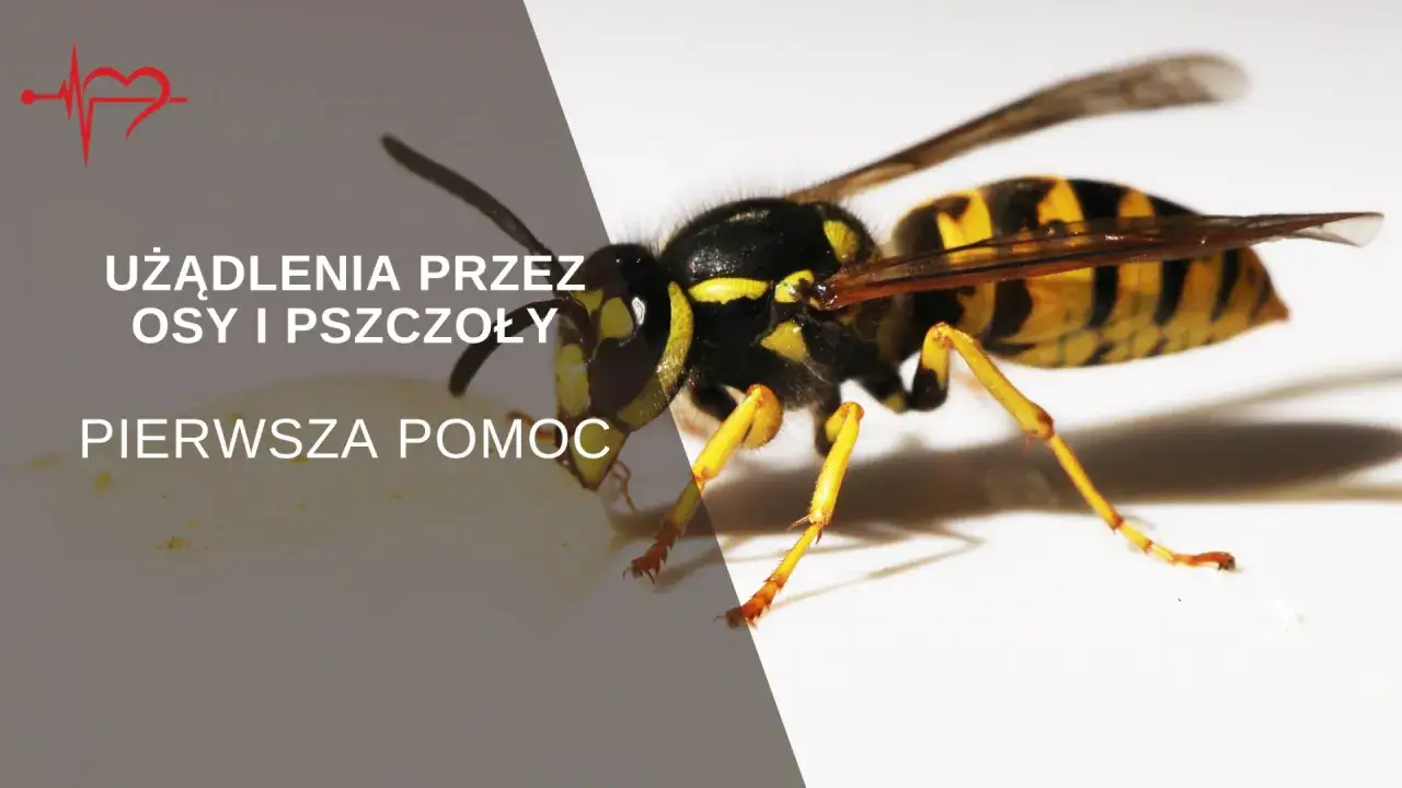 Zbliżenie na osę, kt&oacute;ra może spowodować użądlenie. Tekst informuje o pierwszej pomocy po użądleniu przez osy i pszczoły.