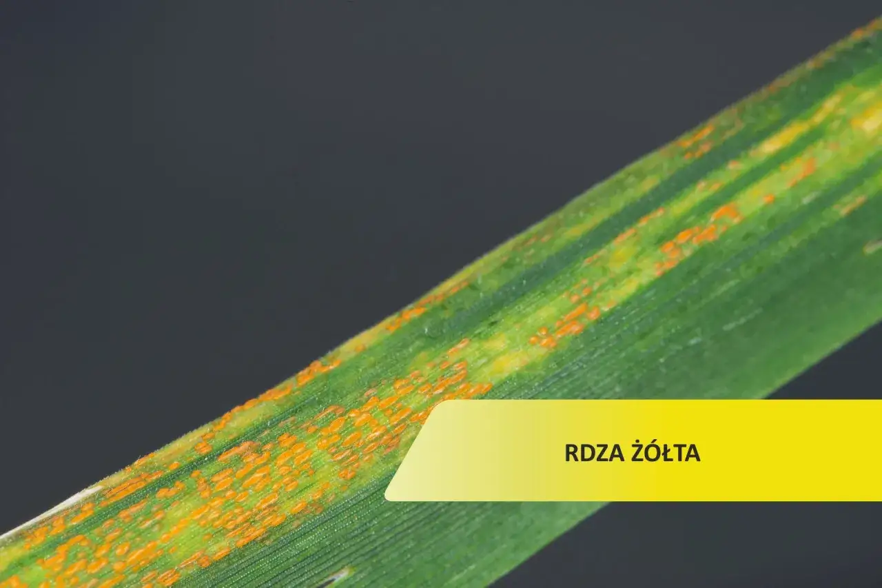 Liść zboża z pomarańczowymi plamkami, objaw choroby rdza ż&oacute;łta.