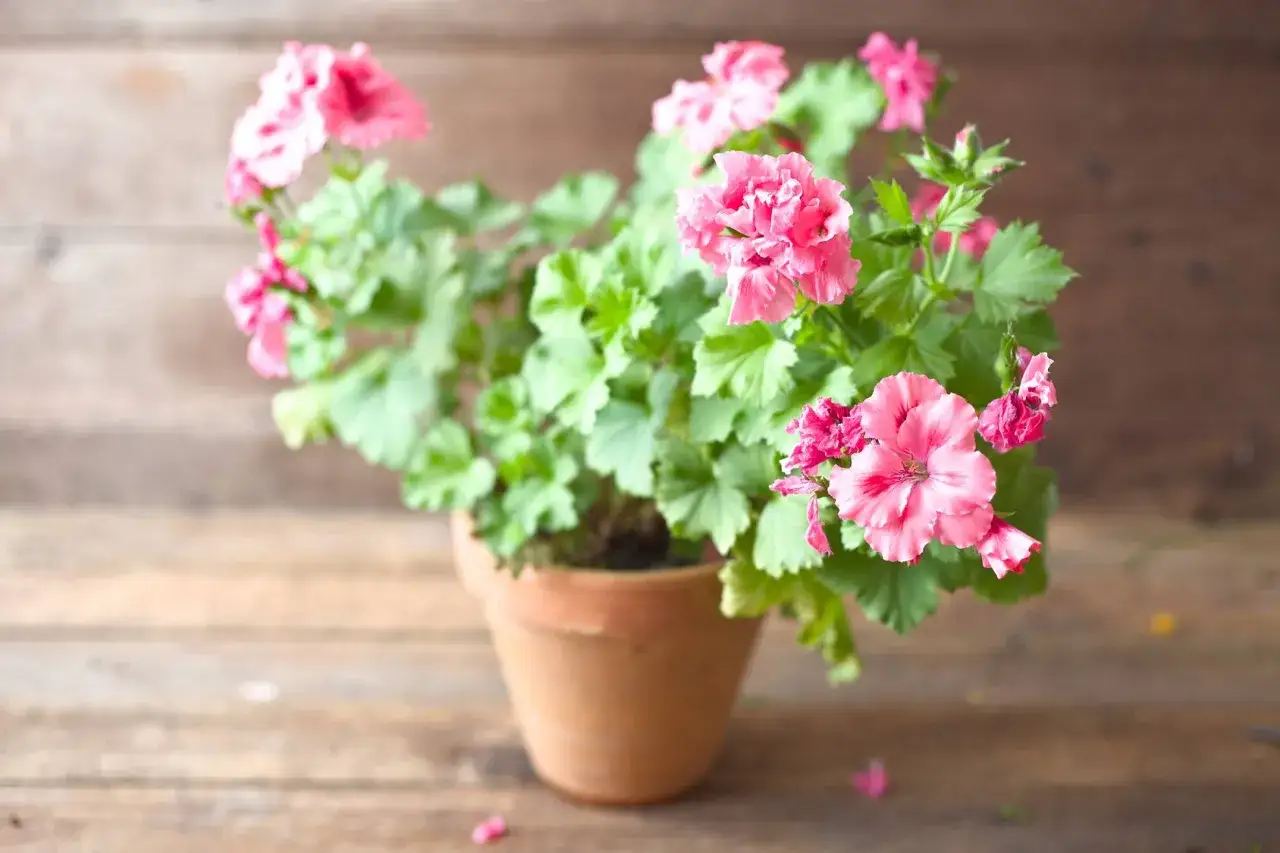 Pelargonie w doniczce, kt&oacute;rych zapach odstrasza muchy. R&oacute;żowe kwiaty i zielone liście na drewnianym tle.