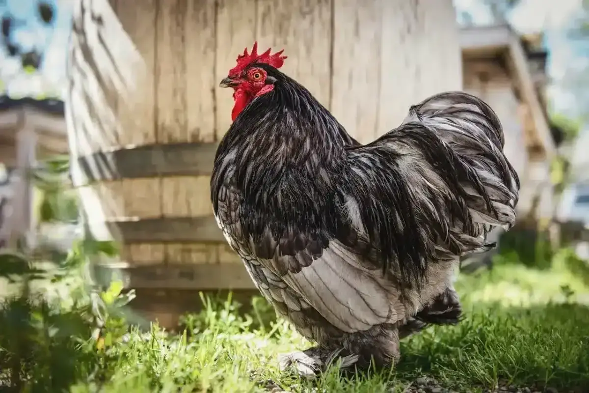 Puszyty kogut z czarno-białym upierzeniem, stojący na trawie. Zastanawiasz się, ile wazy kura? Ten okaz wygląda na całkiem ciężkiego!