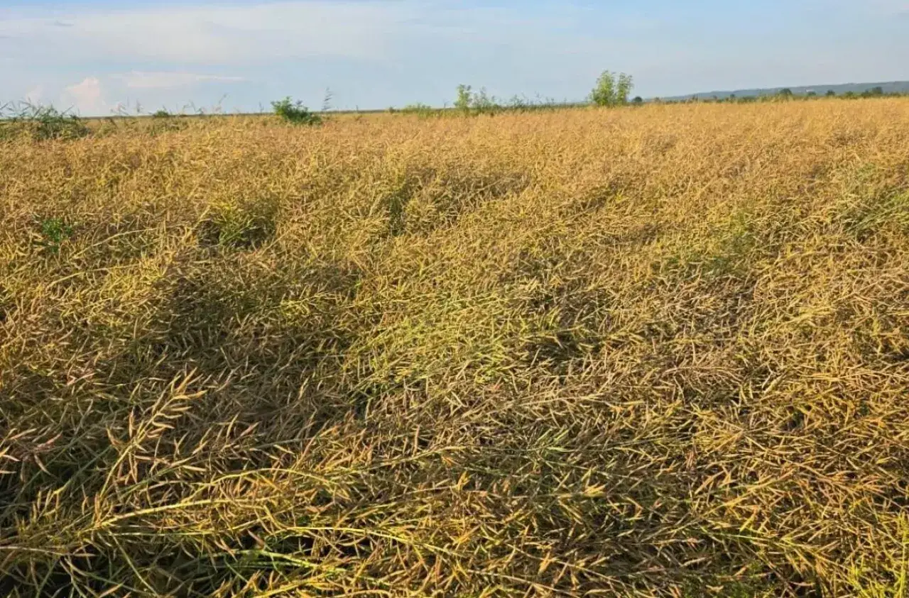 Pole dojrzałego rzepaku, gotowe do zbioru. Słońce oświetla łan, zapowiadając czas, kiedy kosi się rzepak.