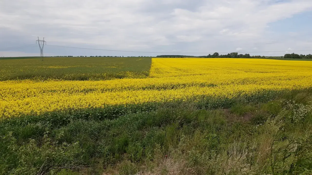 Rozległe pole jarego rzepaku w pełnym rozkwicie, zapowiadające obfity plon.