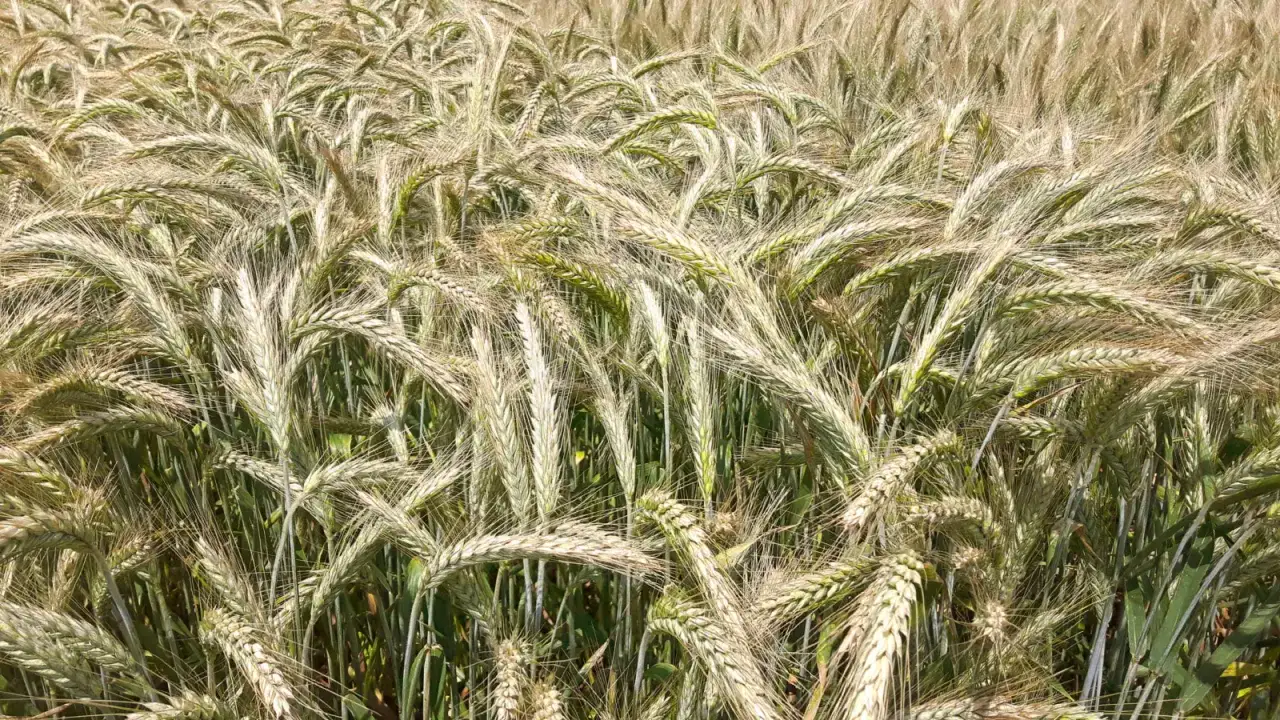 Gęste łany pszenżyta, kt&oacute;re dobrze radzą sobie nawet na słabe gleby. Kłosy są gęste, z długimi ościami, częściowo zielone, częściowo już dojrzewające.