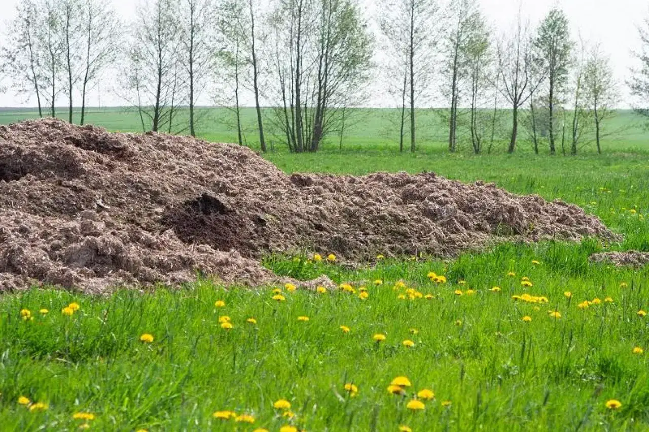 Ogromna kupa podłoża popieczarkowego na polu, gotowa do rozsypania. Ile na hektar? To pytanie zadaje sobie każdy rolnik.