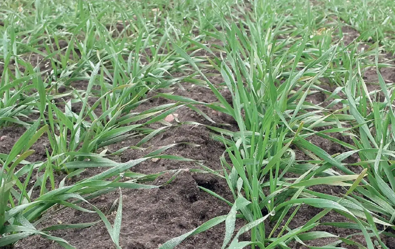 Młode źdźbła zb&oacute;ż pokryte kroplami rosy, chronione przez metkonazol + tebukonazol. Zdrowy początek wegetacji.