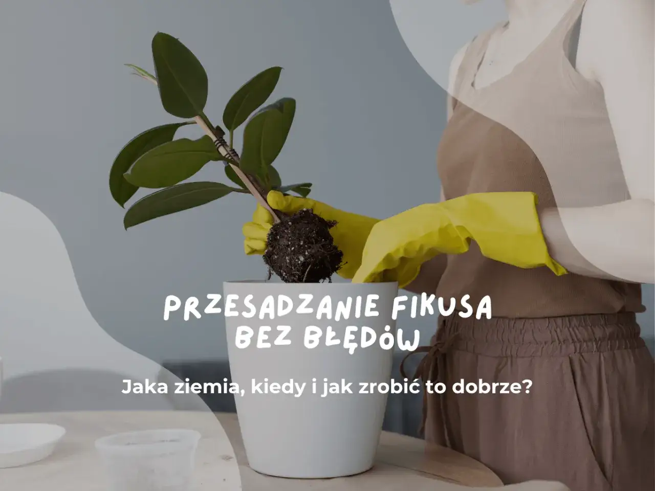 Przesadzanie fikusa: ręce w ż&oacute;łtych rękawiczkach wyjmują roślinę z bryłą korzeniową. Jaka ziemia do fikusa będzie najlepsza?