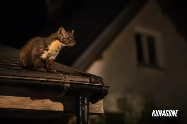 Kuna na dachu nocą. Zastanawiasz się, co odstrasza kuny? Ten sprytny drapieżnik szuka schronienia, ale są sposoby, by go zniechęcić.